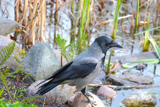 Close-up of the crow. There is a crow on a rock