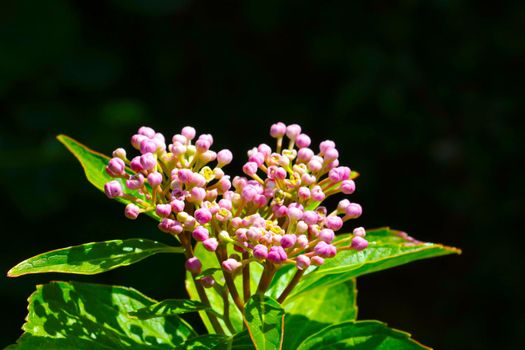 Close-up of a budding branch of a bush in the spring