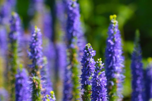 Perennial purple flowers bloom on a sunny day. Spring or summer landscape. The flowering of plants. Selective focus