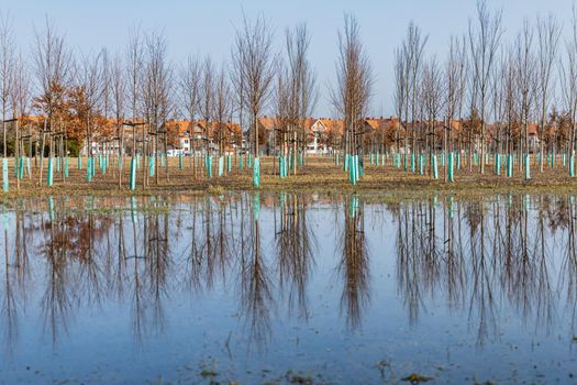 Big tree plantation behind park next to huge puddle full of water and reflections