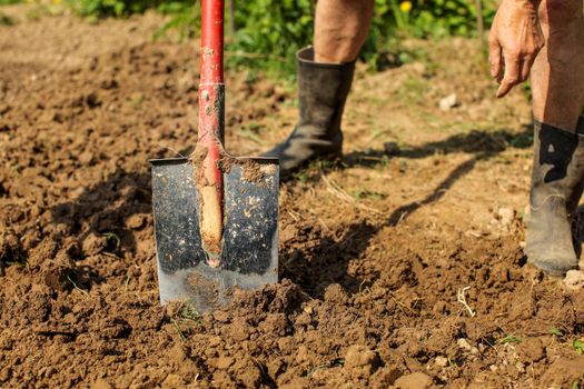 Detail on old spade in clay soil, senior man wearing dirty black rubber wellington boots, leaning on it . Spring gardening.