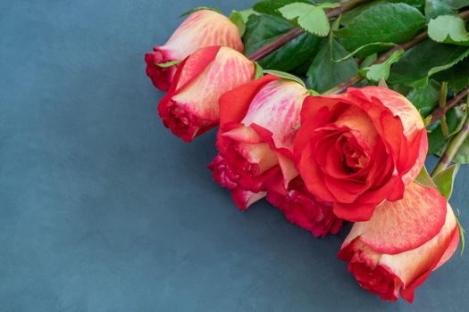 Seven beautiful yellow-red roses lie on a dark blue background. Celebration, congratulation, love concept. Horizontal orientation, selective focus, copy space.