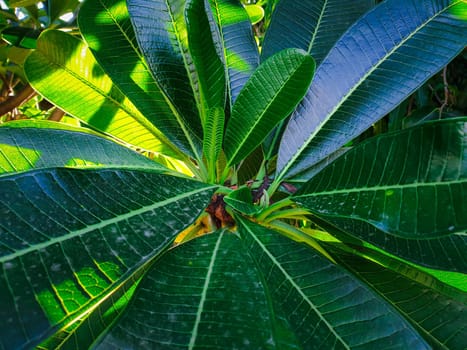 Greenery background, green color of nature plant and leaf environment greenery concept