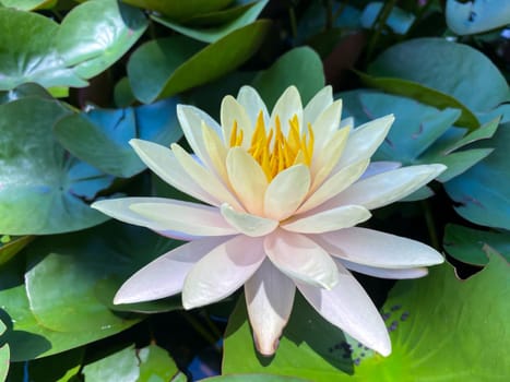 Lotus flower (Lotus or Nelumbo) purple, violet, white and pink color, Naturally beautiful flowers in the garden