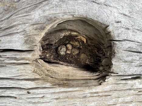 Wood wall or floor texture abstract texture surface background use for background