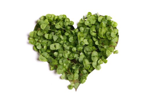 Green heart of plants isolated on white background, love nature or valentines day concept
