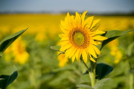 Beautiful sunflowers on a green summer field.