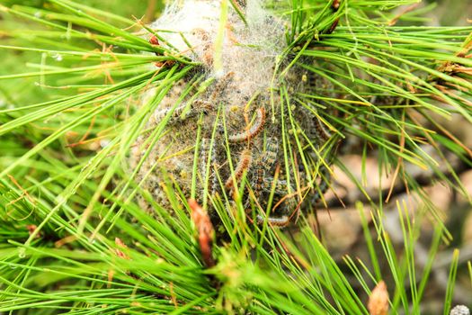 Processsionary caterpillars on nest on a pine tree in spring
