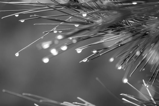 Pine needles with cobwebs and dew drops in the morning in Spain.