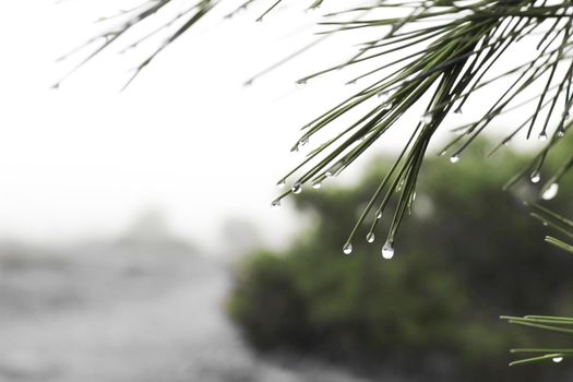 Pine needles with cobwebs and dew drops in the morning in Spain.