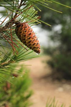 Pine cone of Pinus Halepensis with raindrop in the mountain