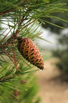 Pine cone of Pinus Halepensis with raindrop in the mountain