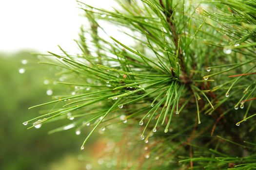 Pine needles with cobwebs and dew drops in the morning in Spain.