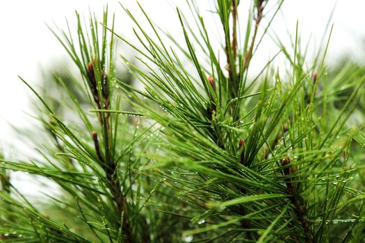Pine needles with cobwebs and dew drops in the morning in Spain.