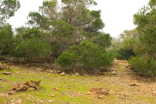 Countryside landscape with cloudy sky and native bushes and conifers in Alicante, Spain
