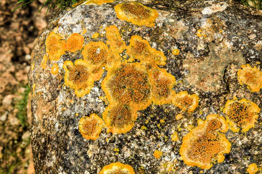 Colorful lichen and moss on soil and stones in the mountain in Spain