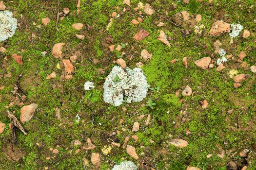 Colorful lichen on soil in the mountain in Spain