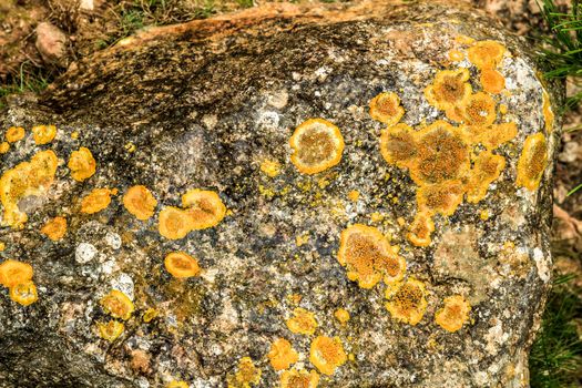 Colorful lichen and moss on soil and stones in the mountain in Spain