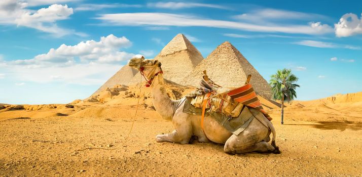 Camel and the Pyramids of Giza in Egypt