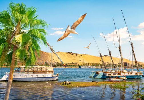 River Nile and boats at day in Aswan