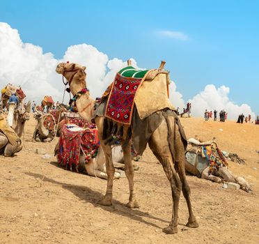 Camels in the Giza Desert, Egypt