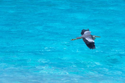 A close-up of a beautiful heron flying over a tropical sea. Impressive image for any use.