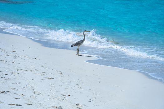 A close-up of a beautiful heron on a tropical beach. Impressive image for any use.