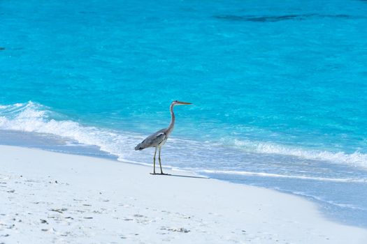 A close-up of a beautiful heron on a tropical beach. Impressive image for any use.