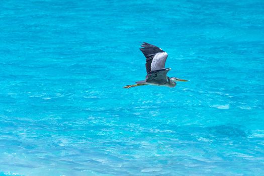 A close-up of a beautiful heron flying over a tropical sea. Impressive image for any use.