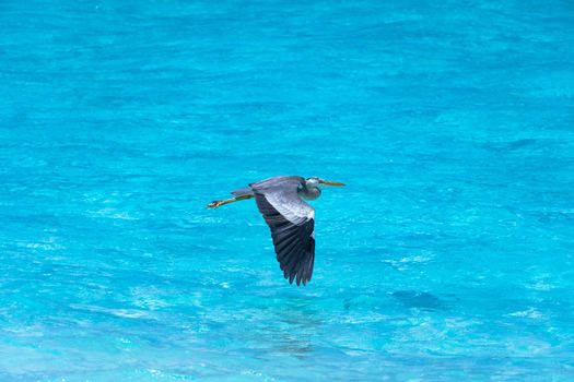 A close-up of a beautiful heron flying over a tropical sea. Impressive image for any use.