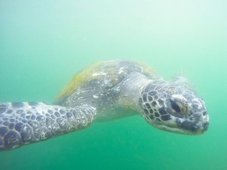 Green turtle that comes to you underwater while diving on the beaches of Mancora located on the northwest coast of Peru