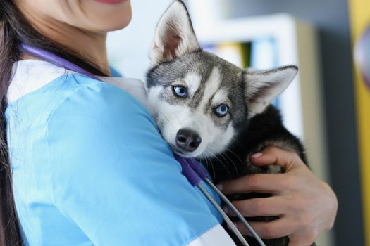 A female veterinarian is holding a cute husky puppy, close-up. Examination of a dog in a vet clinic, vaccinations for a pet