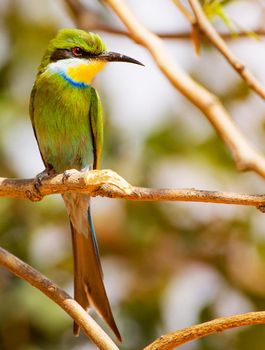 Magical  places in Kalahari wildlife  Pictures