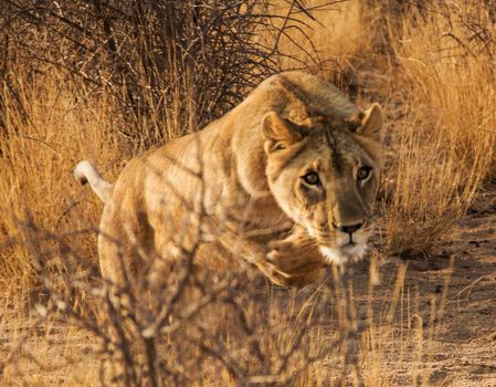 Magical  places in Kalahari wildlife  Pictures