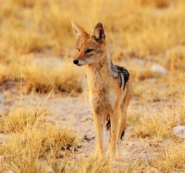 Magical  places in Kalahari wildlife  Pictures