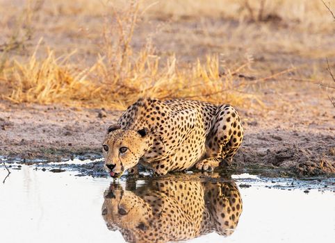 Magical  places in Kalahari wildlife  Pictures