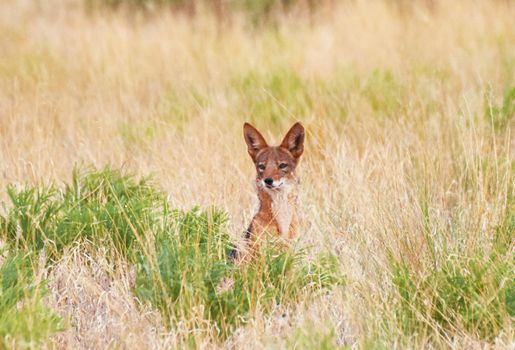 Magical  places in Kalahari wildlife  Pictures