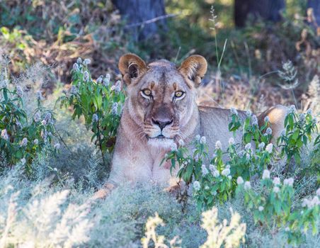 Magical  places in Kalahari wildlife  Pictures