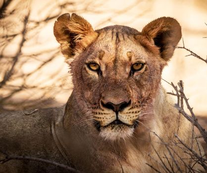 Magical  places in Kalahari wildlife  Pictures