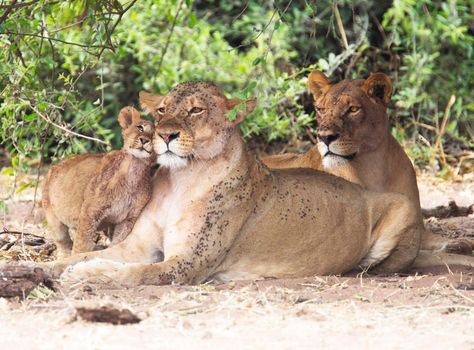 Magical  places in Kalahari wildlife  Pictures