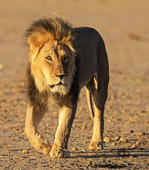 Magical  places in Kalahari wildlife  Pictures