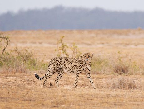 Magical  places in Kalahari wildlife  Pictures