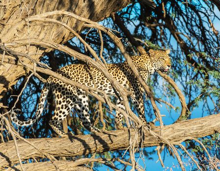 Magical  places in Kalahari wildlife  Pictures