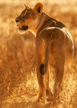 Magical  places in Kalahari wildlife  Pictures