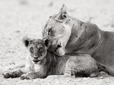 Magical  places in Kalahari wildlife  Pictures