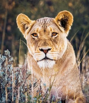 Magical  places in Kalahari wildlife  Pictures