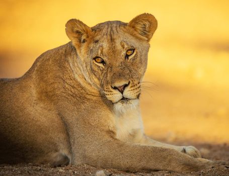 Magical  places in Kalahari wildlife  Pictures