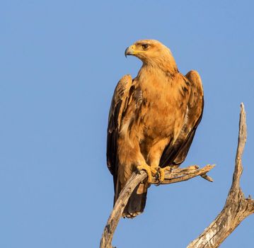 Magical  places in Kalahari wildlife  Pictures