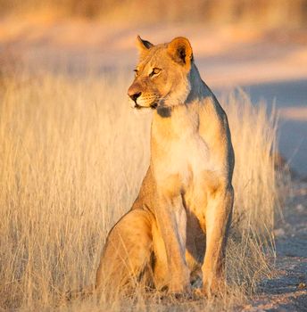 Magical  places in Kalahari wildlife  Pictures