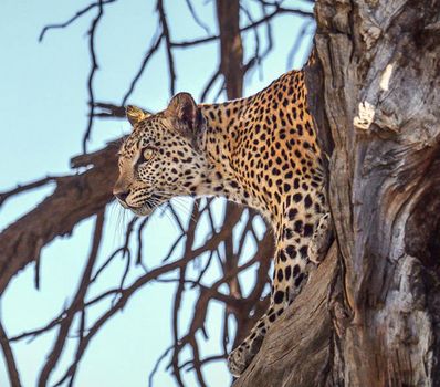 Beautiful  places in  Kalahari wildlife  Pictures